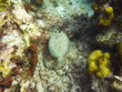 Poisson Turbot