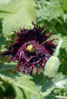 Photo: pavot violet pavot violet