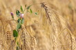 Gerste, Barley