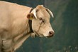 Rinder am Walmendinger Horn im Alpsommer