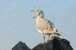 Yawning seagull on a rock