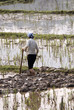 Work in paddy