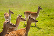 Rehe Wiese