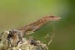 Anolis auratus - (Polychrotidae sauria) Anolis auratus - (Polychrotidae sauria)
