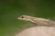 Anolis auratus - (Polychrotidae sauria) Anolis auratus - (Polychrotidae sauria)