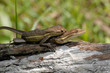 Anolis auratus - (Polychrotidae sauria) Anolis auratus - (Polychrotidae sauria)
