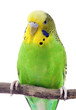 Green and yellow budgie in front of a white