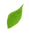 Green Leaf. Isolated On white background