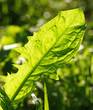 Löwenzahn Blatt im Sonnenlicht - Dandelion