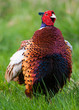 Cock pheasant ruffling