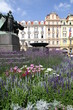 flowers in the place