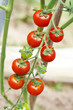 growth tomatoes
