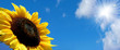 girasol