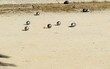 Partie de boules