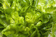 Butterhead Lettuce