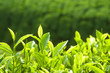Tea Leaves