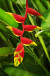 Heliconia