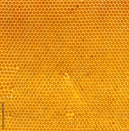 Foto: fresh honey in comb fresh honey in comb