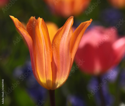 tulipe tulipe
