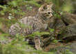 Wilkatze Kitten