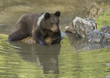 Braunbär