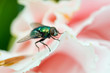Long-legged fly (dolichopodidae)