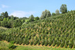 Apple orchard in Val di Sole, Italy