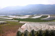 Farming in Italy - apple orchards in Val di Sole