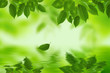 feuilles feuilles