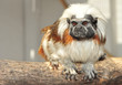 Foto: Affe schaut Affe schaut