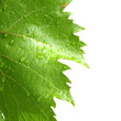 grape leaves on a white grape leaves on a white