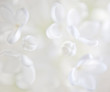 WHITE LILAC