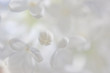 WHITE LILAC