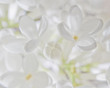 WHITE LILAC
