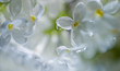 WHITE LILAC with water drops
