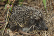 Hedgehog