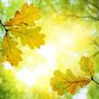 beautiful autumn