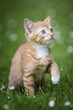 kleines Katzenbaby