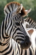 zebre zebre
