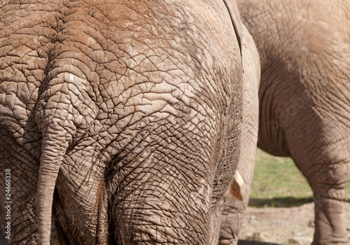 peau d'éléphant