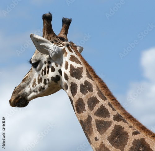 girafe