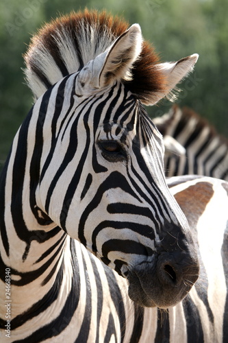 zebre
