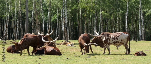 boeuf des plaines boeuf des plaines
