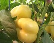 Video: yellow peppers yellow peppers