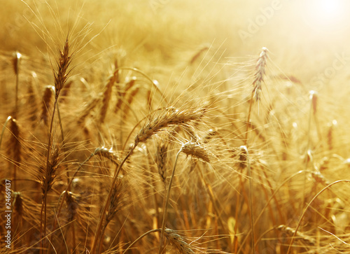 Photo: Golden Wheat field Golden Wheat field