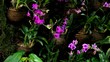 Orchids at an exhibition #20 Orchids at an exhibition #20