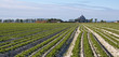Ploughed Fields at Mont Saint Michel Ploughed Fields at Mont Saint Michel