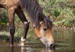 Brown Horse Dringing