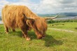 Highland Cow.