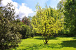 Garden in spring